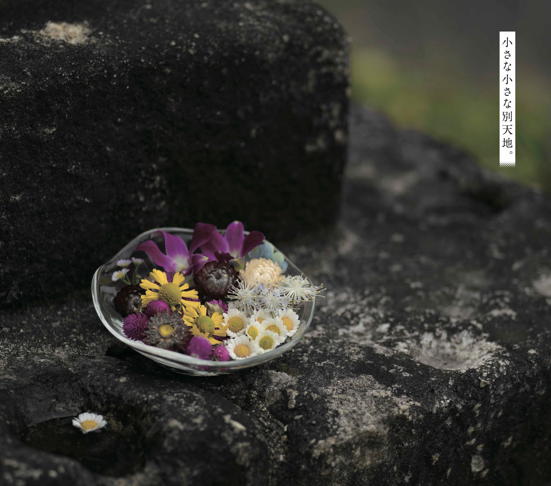 新美南吉作品に触れる 今こそ読みたい 南吉の言葉 ー花を埋めるー はんの木 南吉童話の故郷に暮らす 矢勝川地区 半田市岩滑 阿久比